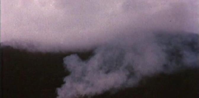 Белая птица с черной отметиной смотреть