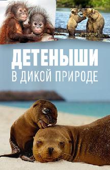 Детеныши в дикой природе смотреть