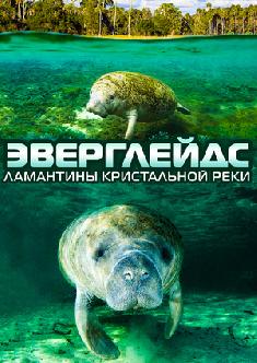 Эверглейдс: Ламантины Кристальной реки смотреть