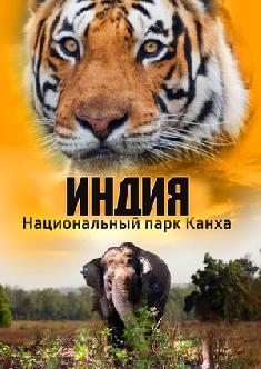 Индия: Национальный парк Канха смотреть