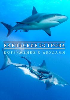 Карибские острова: Погружение с акулами смотреть