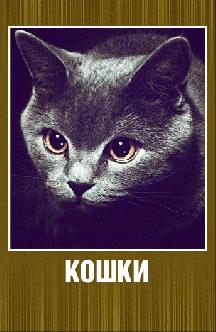 Кошки смотреть
