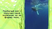 Зоопарк (2013) Сезон-1 Горбатый кит