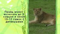 Зоопарк (2013) Сезон-1 Кошки