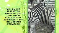 Зоопарк (2013) Сезон-1 Окраска