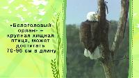 Зоопарк (2013) Сезон-1 Орлы,грифы,попугаи