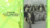 Зоопарк (2013) Сезон-1 Пингвины