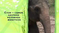Зоопарк (2013) Сезон-1 Слон