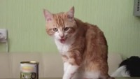 Улетное видео по-русски! 2 сезон 268 выпуск